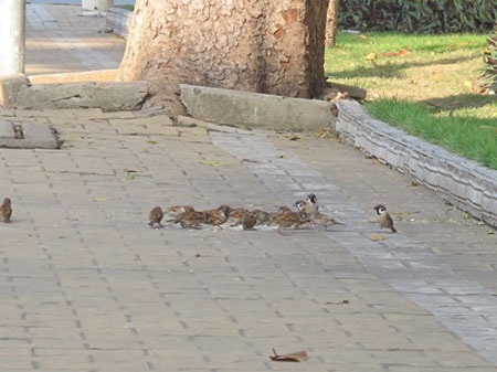 Chuyện bà cụ bán vé số cùng chú chó và đàn chim sẻ - 3 Ngày nào đàn chim cũng sà xuống xin cụ Sao cho ăn, ăn xong chúng vẫn nhảy nhót vui chơi gần chỗ cụ