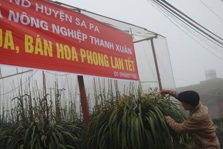 Địa lan Sa Pa giá 60 triệu đồng vẫn hút hàng - 1 Địa lan Trầm Mộng hút khách dịp Tết
