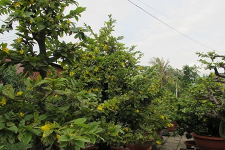 Thời tiết không ủng hộ người trồng hoa tết