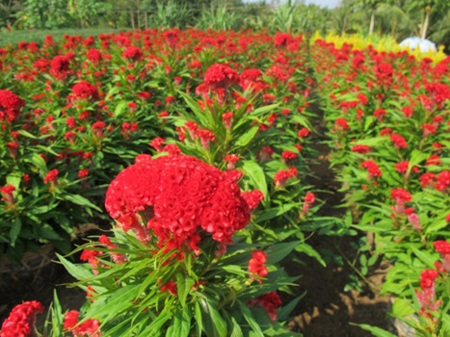 Thời tiết không ủng hộ người trồng hoa tết - 1 Thời tiết không ủng hộ người trồng hoa tết