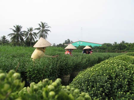 Thời tiết không ủng hộ người trồng hoa tết - 2 Thời tiết không ủng hộ người trồng hoa tết