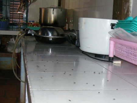 Ruồi nhặng bâu đầy… trường mầm non - 3 Ruồi nhặng bâu đầy trong trường, từ phòng học tới nhà bếp