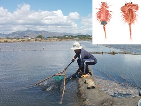 Người dân đổ xô đánh bắt con Artemia - 1 Thu hoạch Artemia ở Bình Thuận. Ảnh nhỏ: con Artemia. (Nguồn: Tiền phong)