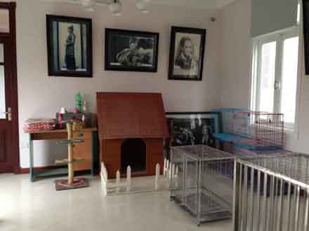 Hấp dẫn với váy áo chó mèo