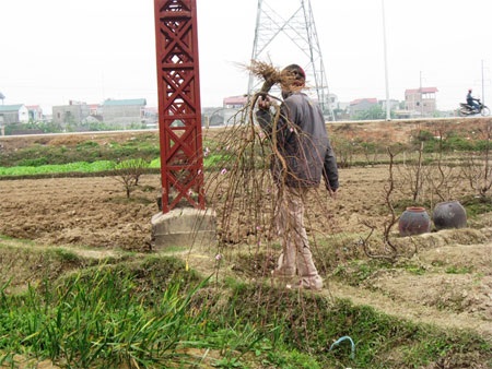 Người trồng đào tất bật gom… hoa tàn - 2 Người trồng đào tất bật gom… hoa tàn