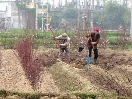 Người trồng đào tất bật gom… hoa tàn - 3 Người trồng đào tất bật gom… hoa tàn