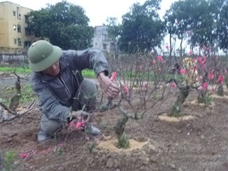 Người trồng đào tất bật gom… hoa tàn - 4 Người trồng đào tất bật gom… hoa tàn