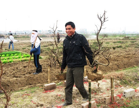 Người trồng đào tất bật gom… hoa tàn - 1 Người trồng đào tất bật gom… hoa tàn