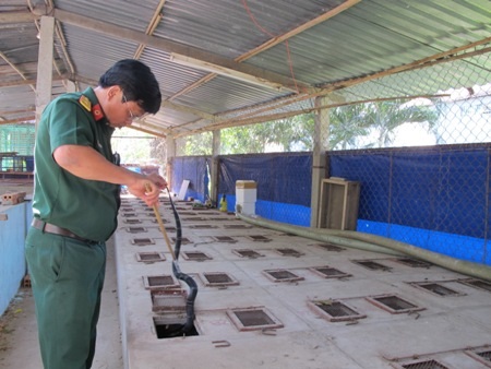 Những chùm rắn lục xanh quấn vào nhau trên những cành cây.