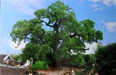 Hai “báu vật” phủ Lạng Thương - 1 Hai “báu vật” phủ Lạng Thương