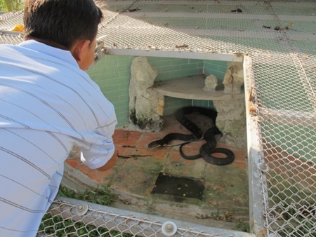 Thăm “vương quốc” rắn lớn nhất Việt Nam