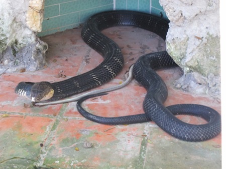 Một con rắn hổ chúa 10 tuổi, nặng 12kg, dài hơn 4m tại trại rắn Đồng Tâm.