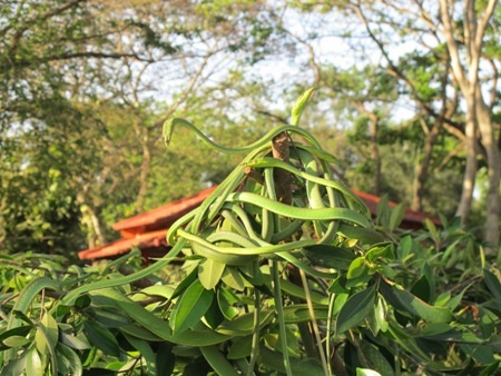 Những chùm rắn lục xanh quấn vào nhau trên những cành cây.