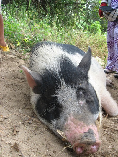 Chú lợn được tôn là ông