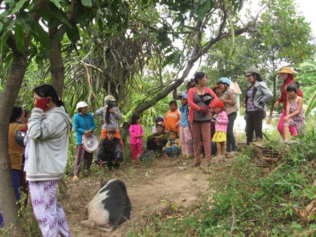 Rất đông người vây quanh xem một con lợn.