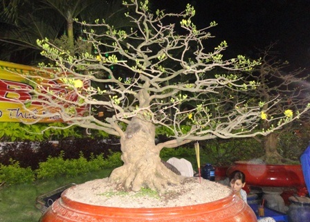 Chậu mai “khủng” đang rớt giá.