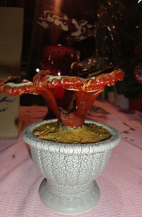 Một chậu nấm linh chi nhỏ nhắn chỉ có 150.000 đồng.