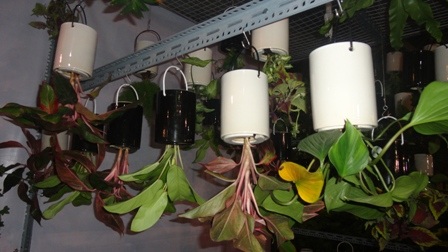 Những chậu hoa mọc ngược với giá 35.000 đồng.