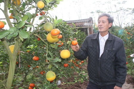 Ông Lê Đức Giáp nói về kỹ thuật ghép cây ngũ quả.