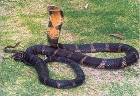 Kinh hoàng rắn chúa trên dãy Tam Đảo - 1 Hổ chúa - chúa tể của những loài rắn