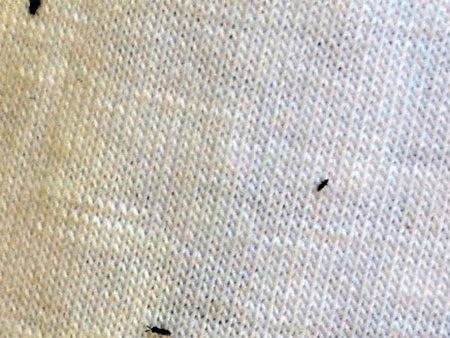 Những côn trùng này được người dân tổ 6 cho là “sinh vật lạ”.