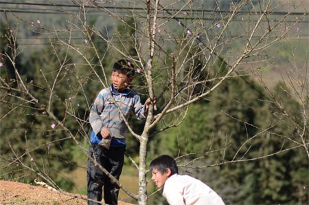 Trẻ em Sa Pa trĩu vai đi bán đào rừng - 4 Ngọc Bằng