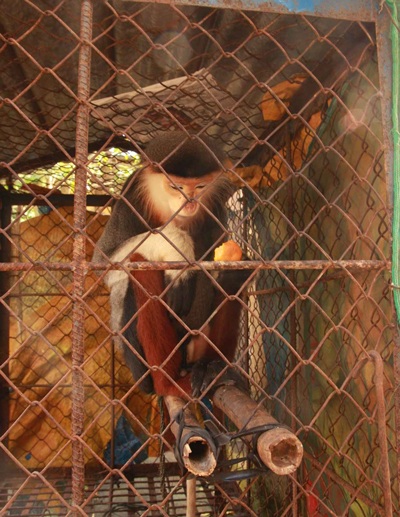 Cá thể voọc được anh Trình bỏ tiền ra mua cứu sống.