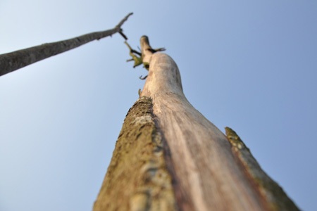 Hàng trăm cây xanh bị chết đứng, khô thân đã nhiều tháng nay chưa được dọn đi và trồng mới lại.