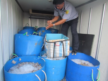 Số lượng tôm có chứa tạp chất bị bắt giữ