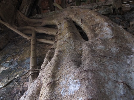 Những thân rễ chằng chịt bám chặt quanh thân đình