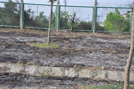 Hàng trăm cây xanh bị chết đứng, khô thân đã nhiều tháng nay chưa được dọn đi và trồng mới lại.