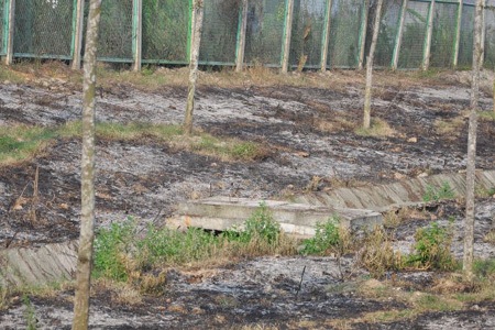 Hàng trăm cây xanh bị chết đứng, khô thân đã nhiều tháng nay chưa được dọn đi và trồng mới lại.