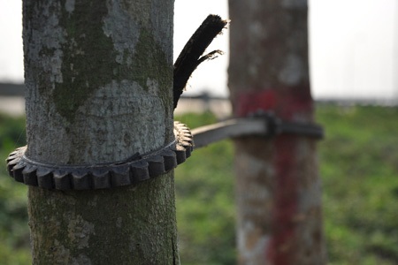 Nếu không bị đốt gốc thì cũng bị buộc o ép thế này, hay dây leo dại trùm kín cho đến chết.