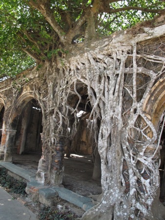 Những thân rễ chằng chịt bám chặt quanh thân đình