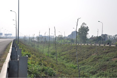 Nếu không bị đốt gốc thì cũng bị buộc o ép thế này, hay dây leo dại trùm kín cho đến chết.