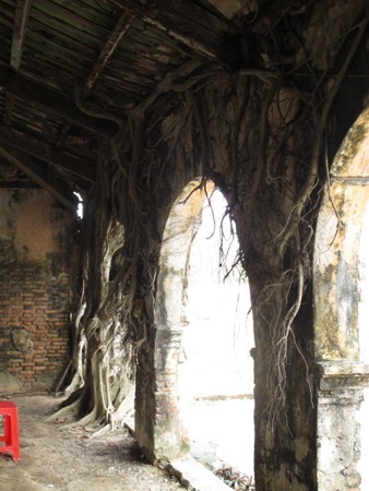 Những thân rễ chằng chịt bám chặt quanh thân đình