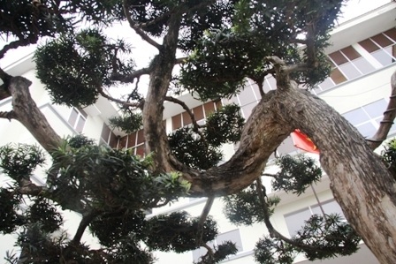 Ngắm cây tùng cổ lọt top 100 cây cảnh đẹp nhất thế giới | Báo Dân trí