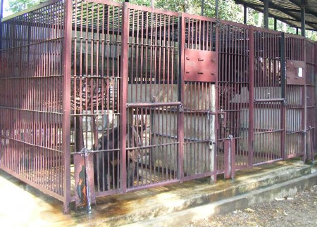 Thò tay vuốt lông gấu, nam sinh bị gấu “xé” rách tay - 1 Chú gấu có trọng lượng gần 300 kg đã dùng móng vuốt “xé” rách bắp tay của em Tạ Duy Anh