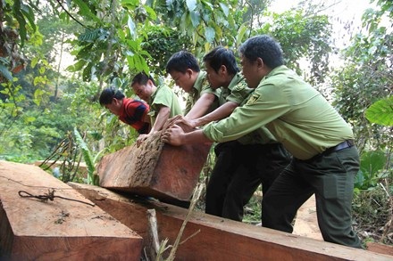  Lực lượng chức năng tịch thu và vận chuyển số gỗ khai thác trái phép.