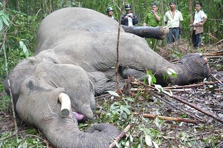 Con voi Beckham bị sát hại hồi tháng 4.2011. Ảnh: Nguồn Internet.