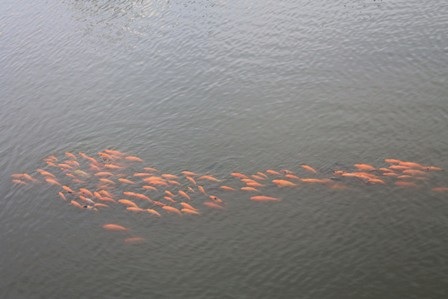 Ngỡ ngàng ngắm đàn cá vàng trên dòng kênh “chết” - 1 Ngỡ ngàng ngắm đàn cá vàng trên dòng kênh “chết”
