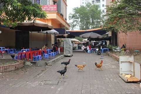 Nuôi gà ở chung cư, nấu cơm công sở dễ bị phạt nặng - 1 Tranh thủ nuôi gà ở khu nhà tái định cư giữa lòng thủ đô (ảnh minh họa: VietNamnet)
