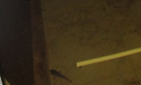 Thậm chí có... cá bơi trong hầm.