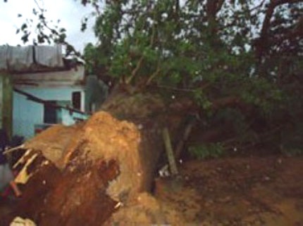 Cây cổ thụ Dầu Lai đè sập ngôi nhà của bà Nhung khi trong nhà đang có 10 người trú mưa