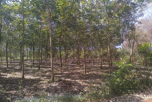 Rừng cao su 323ha liên quan đến việc ông Thiệu mất chức