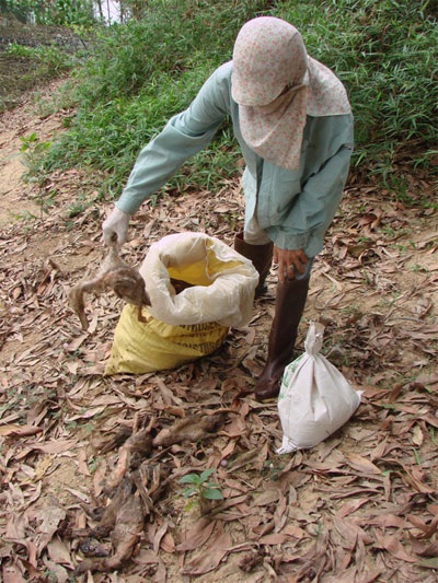 UBND tỉnh vào cuộc vụ gần 3.000 con vịt chết nghi do ô nhiễm - 1 Vợ ông Vân đi thu gom vịt chết