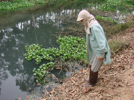 Ông Vân và vợ đi vớt xác vịt