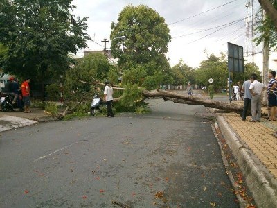 Gặp họa “từ trên trời rơi xuống” trong cơn giông - 2 Cây đổ đè vào nữ cán hộ Hội phụ nữ khiến bà này trọng thương