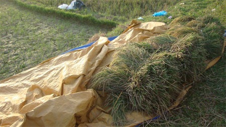 Tài xế ô tô mải giấu hàng, bỏ mặc nạn nhân tử vong - 1 Tài xế ô tô mải giấu hàng, bỏ mặc nạn nhân tử vong