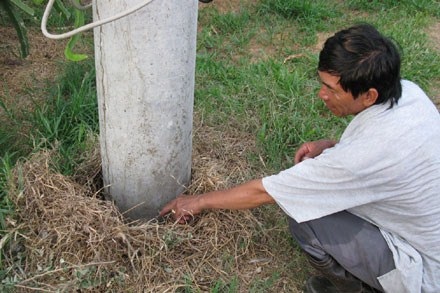 Bình Thuận: Tiếng nước sôi phát ra từ lòng đất - 1 Vị trí xuất hiện tiếng nước sôi và bốc hơi nằm cạnh 1 trụ điện.